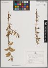 Foto von Salix excelsa S. G. Gmel.
